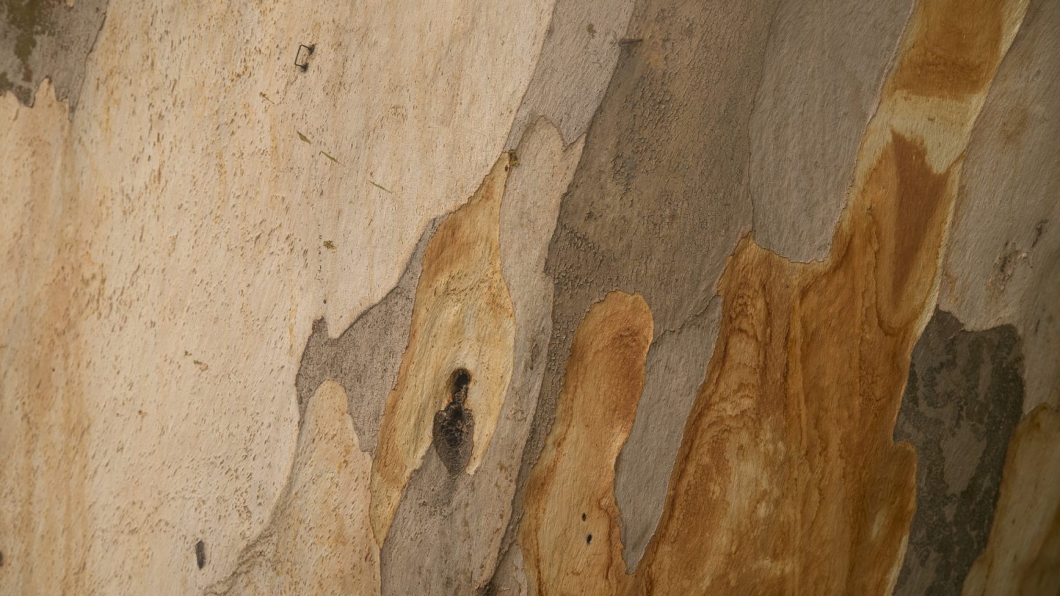 Diagnostic termites : quel est l’intérêt de le réaliser avant votre transaction immobilière ?