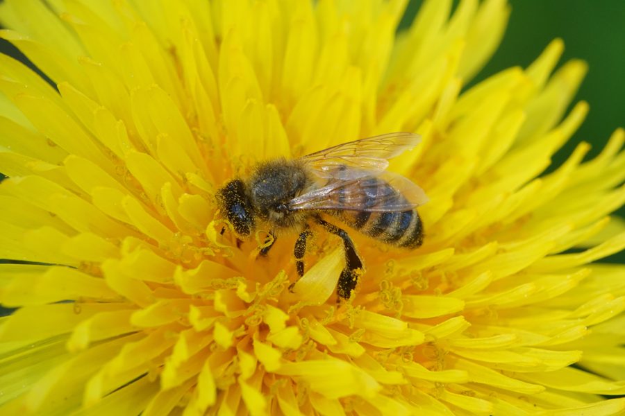 L'abeille domestique (Apis mellifera)