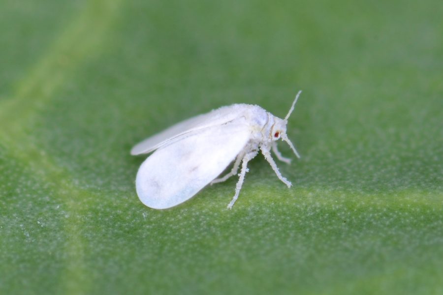 L'aleurode (mouche blanche) (Aleyrodes proletella)