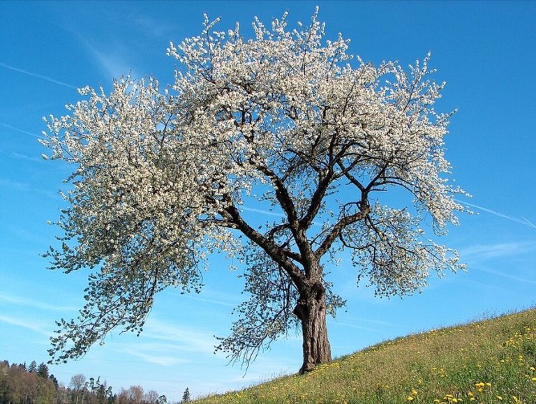 Bigarreau
