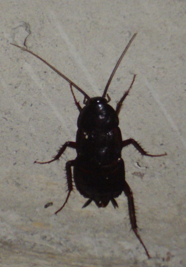 La blatte orientale (Blatta orientalis)