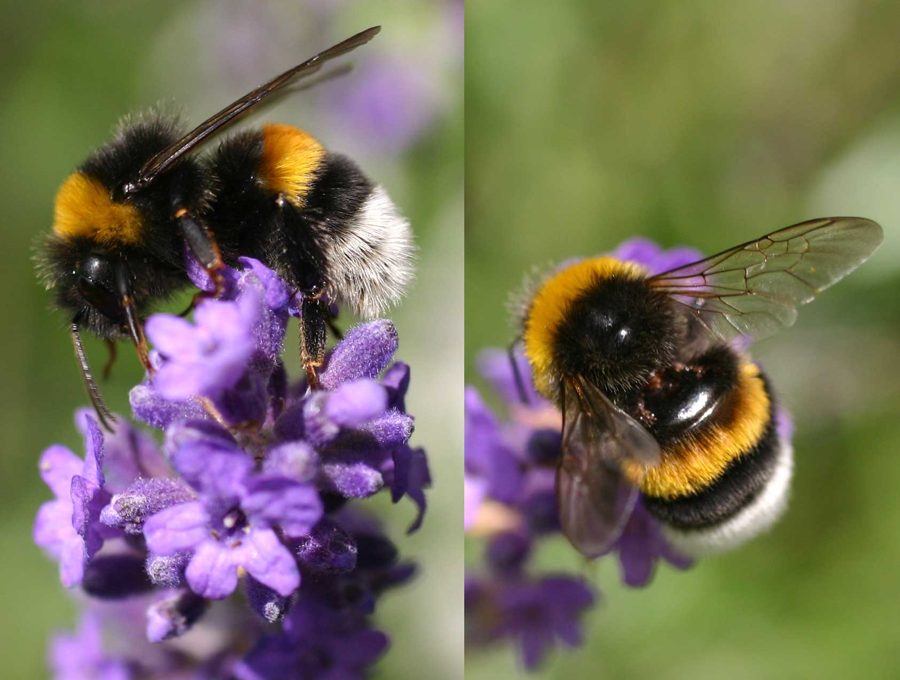 Le bourdon terrestre (Bombus terrestris)
