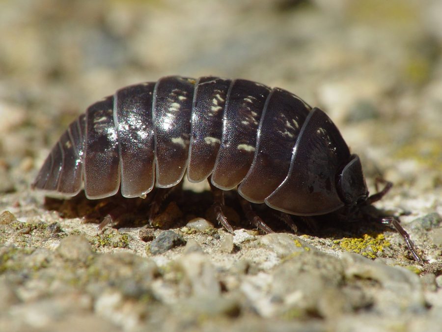 Le cloporte (Armadillidium vulgare)
