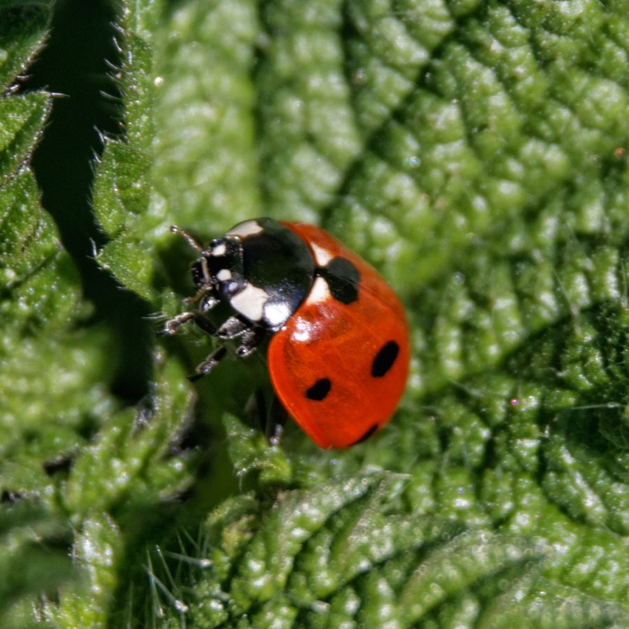 La coccinelle à sept points (Coccinella septempunctata)