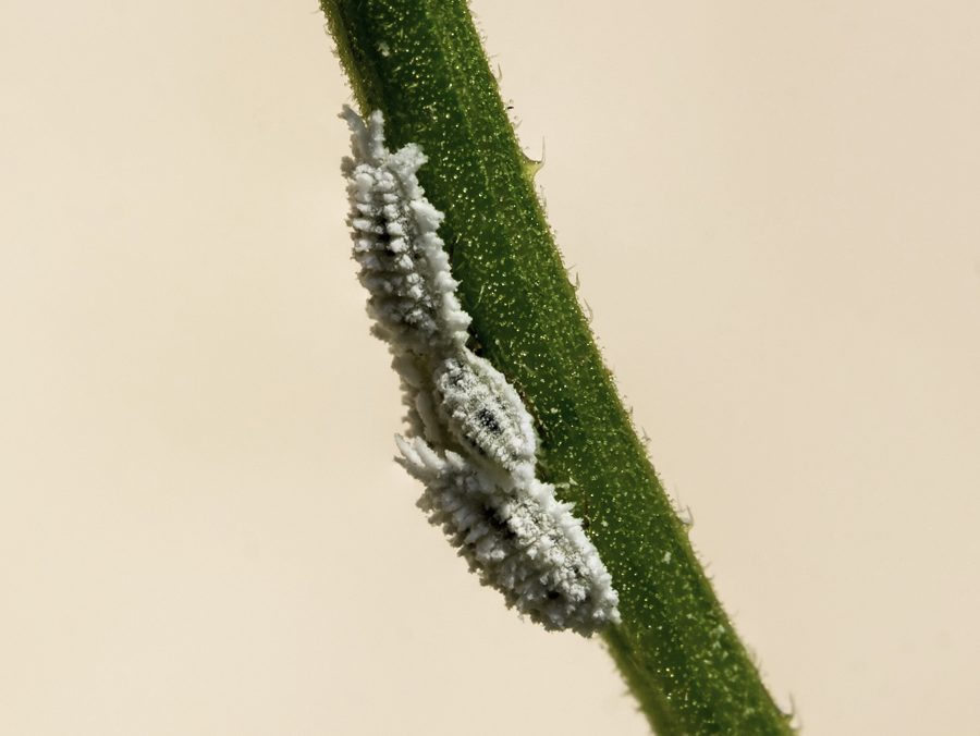 La cochenille farineuse (Pseudococcidae)
