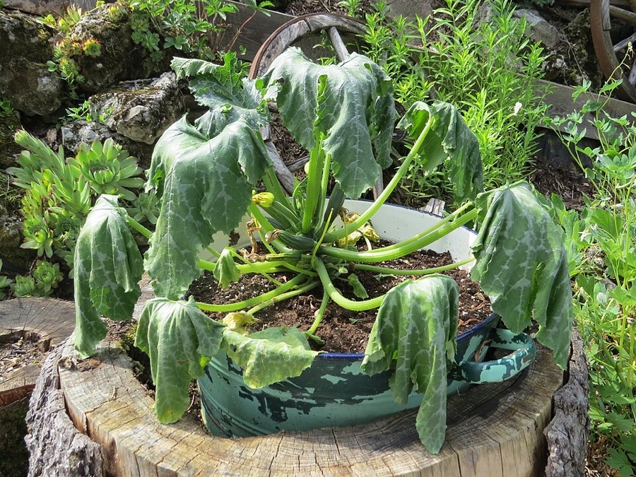 Courgette
