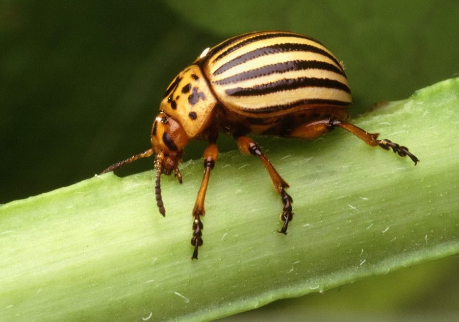 Le doryphore (Leptinotarsa decemlineata)