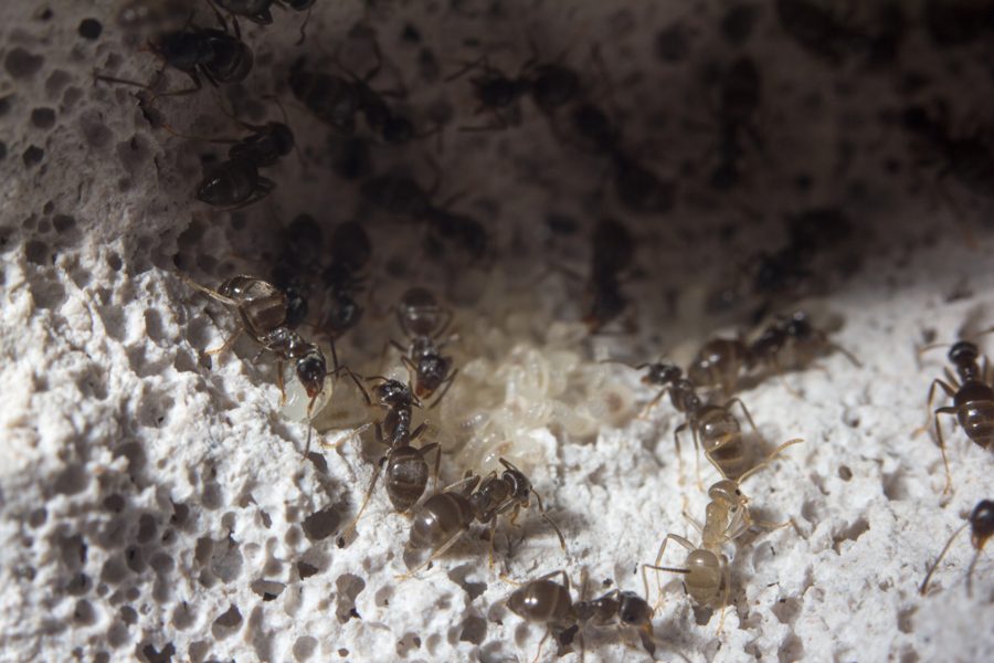 La fourmi noire (Lasius niger)