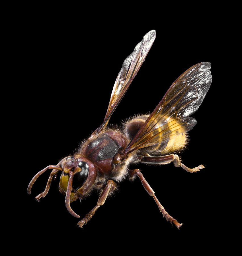 Le frelon européen (Vespa crabro)