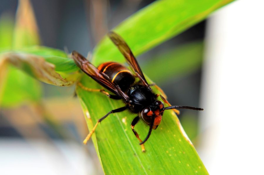Le frelon asiatique (Vespa velutina)