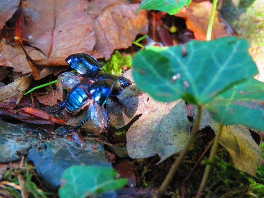 Le géotrupe (Geotrupes stercorarius)
