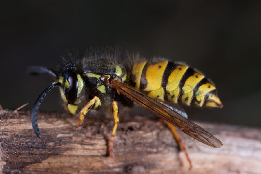 La guêpe commune (Vespula vulgaris)