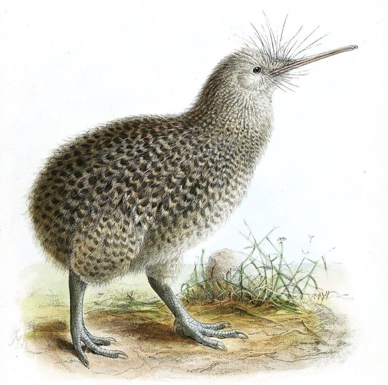 Kiwi