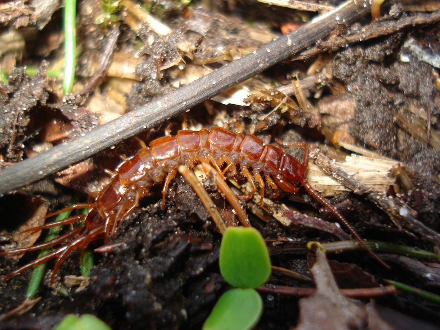 La lithobie (Lithobius forficatus)