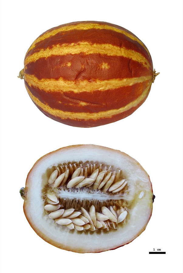 Melon
