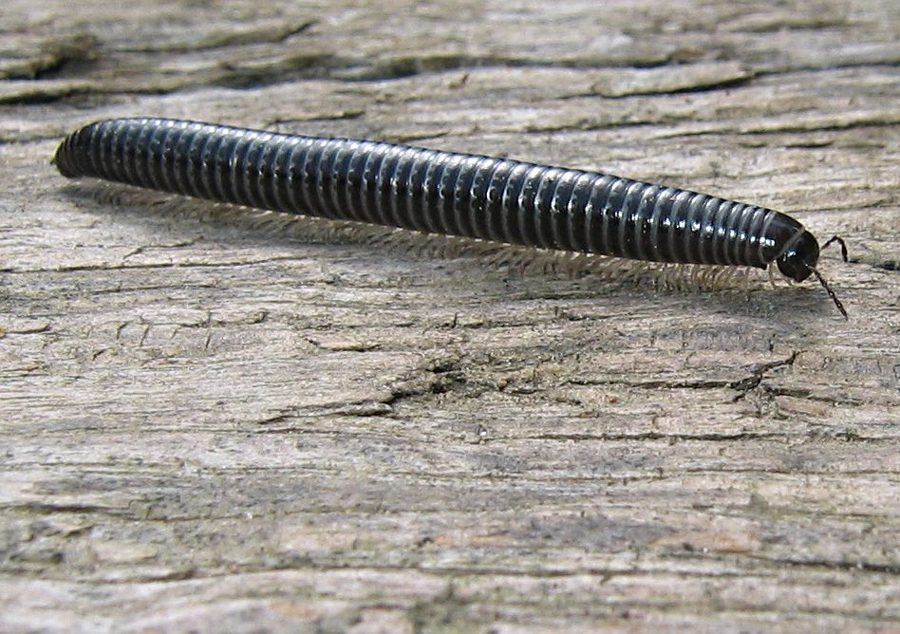 L'iule (mille-pattes) (Tachypodoiulus niger)