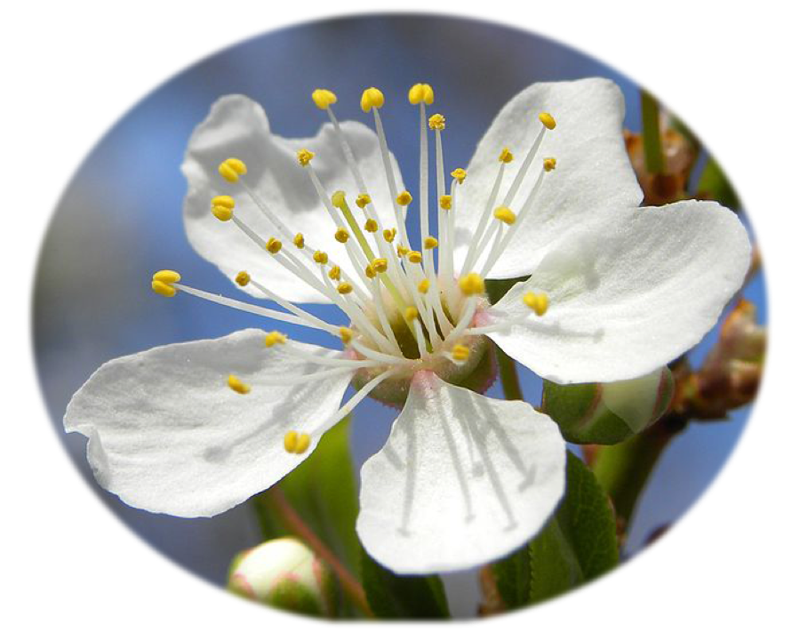 Mirabelle