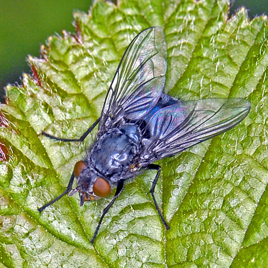 La mouche bleue (Calliphora vomitoria)