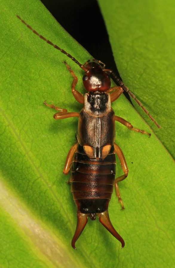 Le perce-oreille (Forficula auricularia)