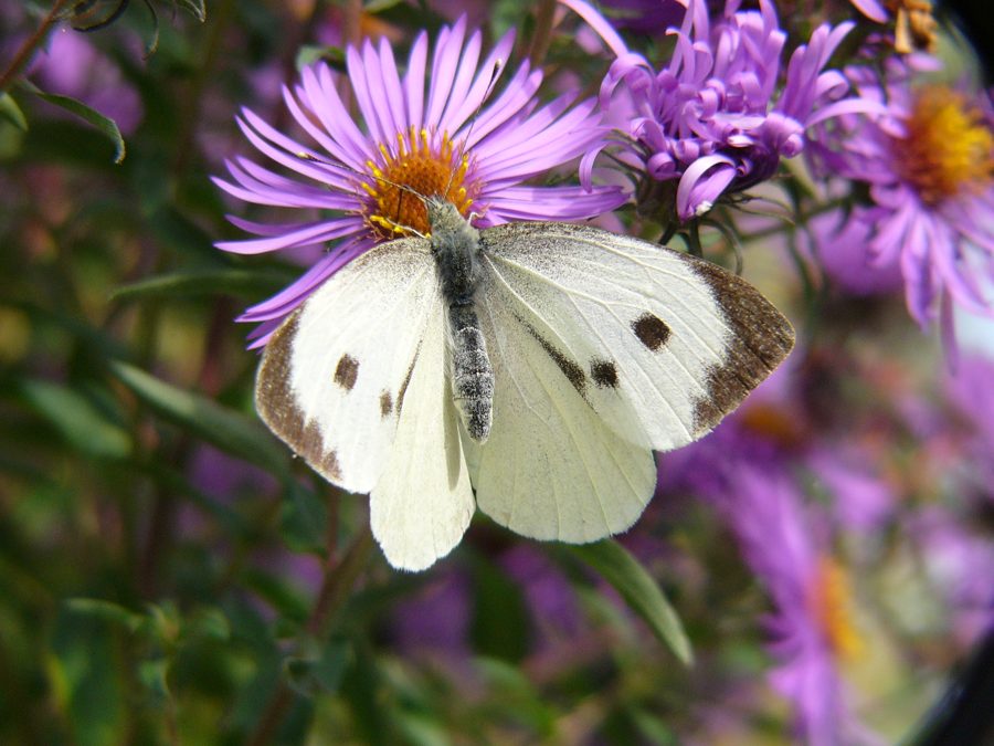La piéride du chou (Pieris brassicae)