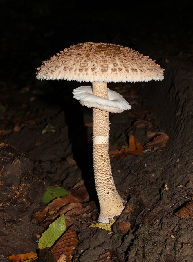 Potiron