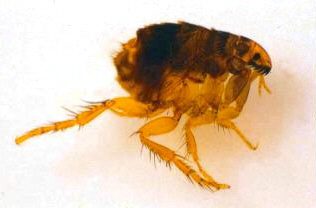 La puce (Ctenocephalides felis)