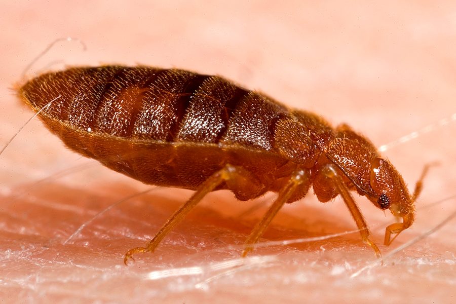 La punaise de lit (Cimex lectularius)