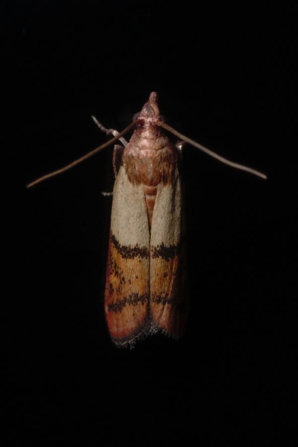 La pyrale de la farine (Plodia interpunctella)