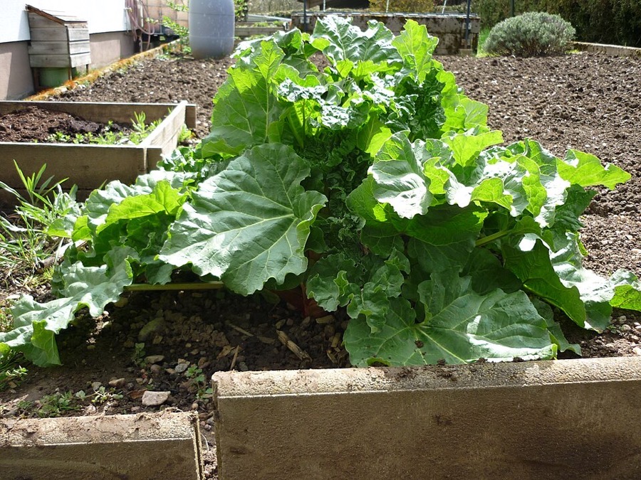 Rhubarbe
