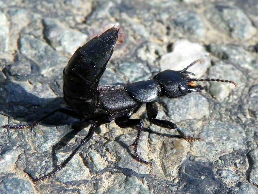 Le staphylin noir (« diable ») (Ocypus olens)