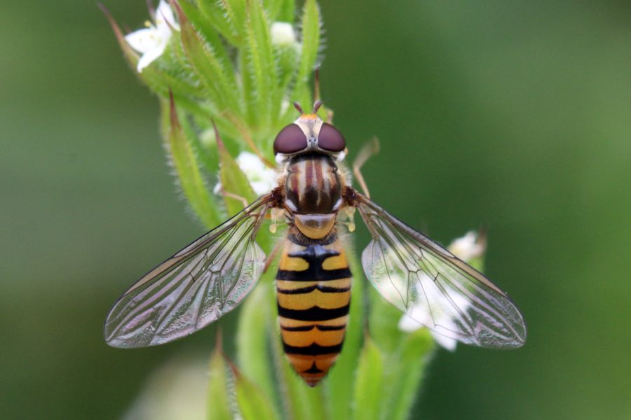 Le syrphe ceinturé (Episyrphus balteatus)