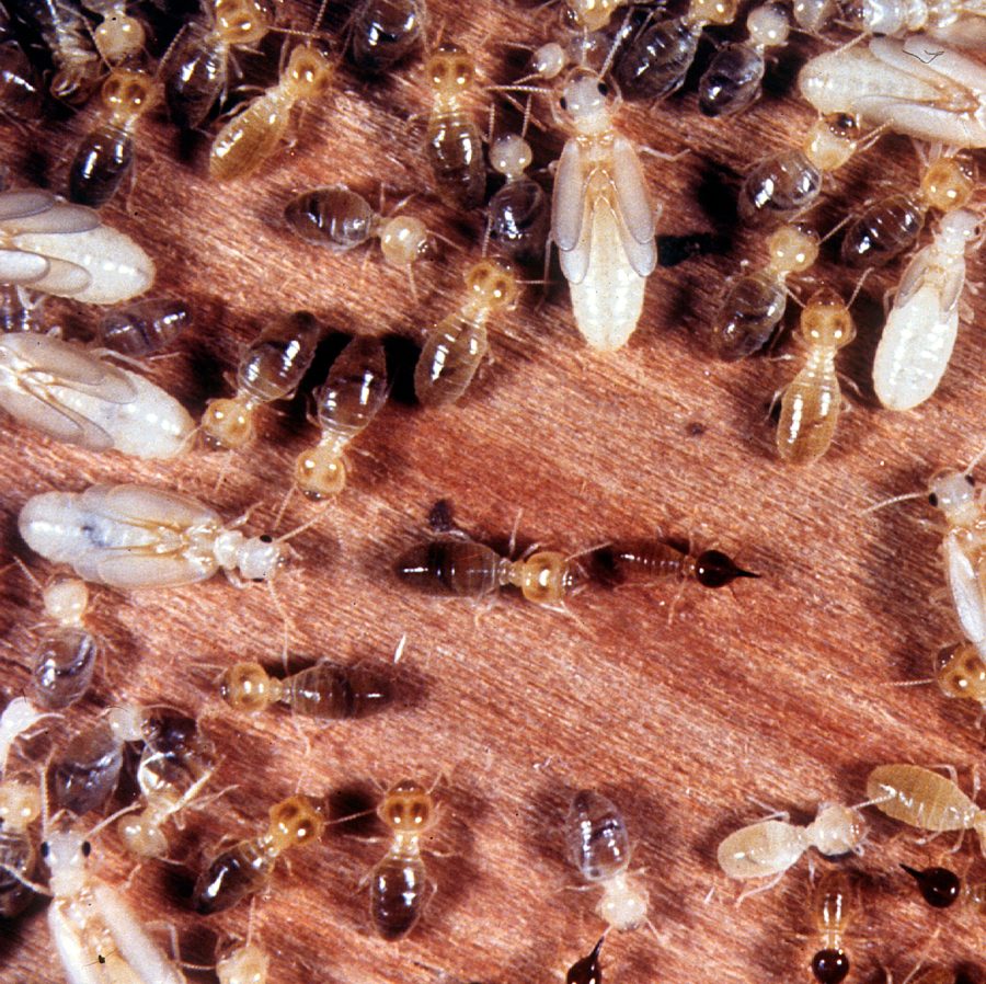 Le termite (ouvrière) (Reticulitermes sp.)