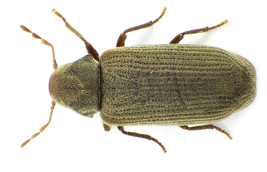 La vrillette du bois (Anobium punctatum)