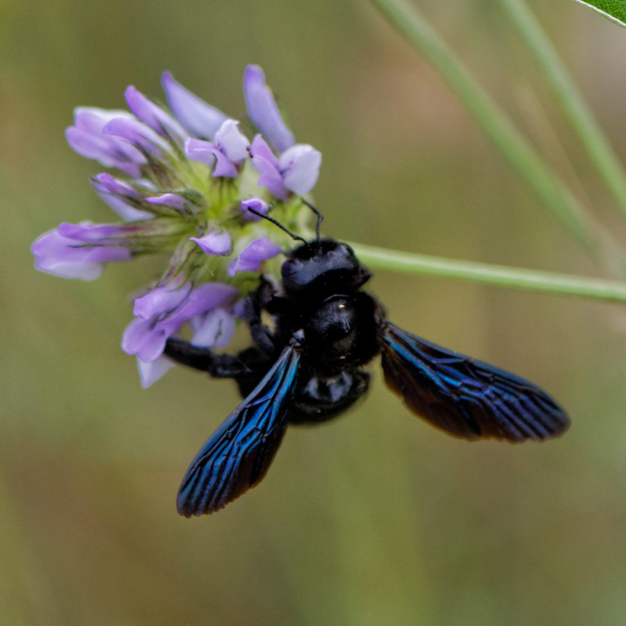 L'abeille charpentière (xylocope) (Xylocopa violacea)